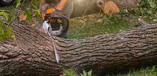 How Our Tree Care Process Works  in  Aristocrat Ranchettes, CO